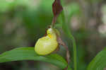 Greater yellow lady's slipper